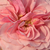 Rózsaszín - Virágágyi floribunda rózsa - Árpád-házi Prágai Szent Ágnes